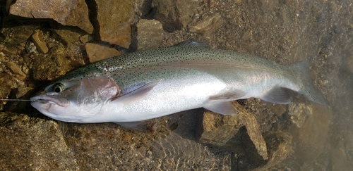 ニジマスの釣果