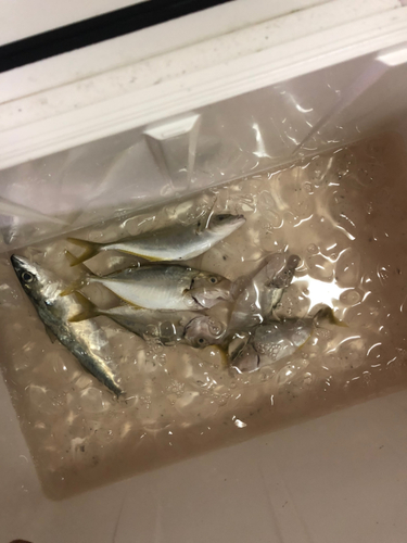 シマアジの釣果