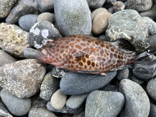 オオモンハタの釣果