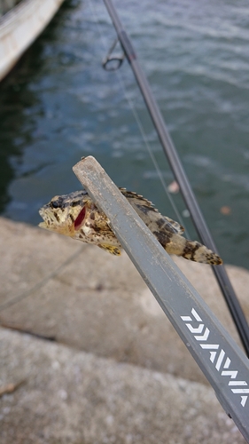 タケノコメバルの釣果