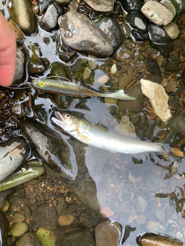 アユの釣果