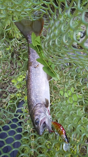 イワナの釣果