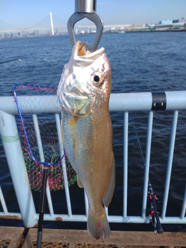 イシモチの釣果