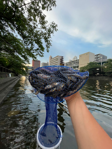 ハゼの釣果