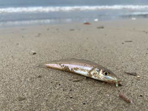 キスの釣果