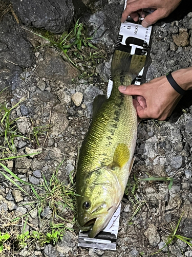 ブラックバスの釣果