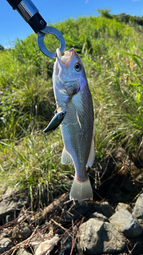 ニベの釣果