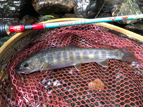 ニッコウイワナの釣果