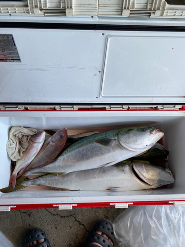 タイの釣果