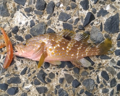 キジハタの釣果