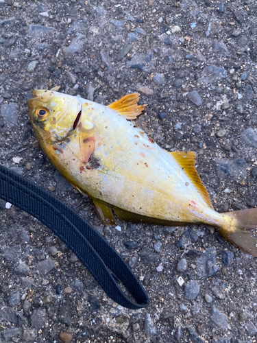 ショゴの釣果