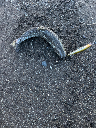 アメマスの釣果