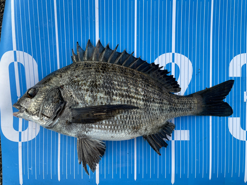 クロダイの釣果