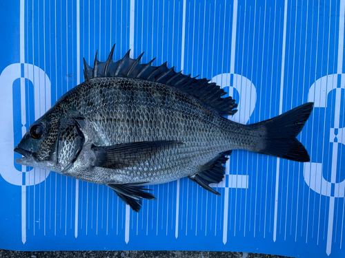 クロダイの釣果