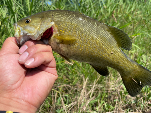 スモールマウスバスの釣果