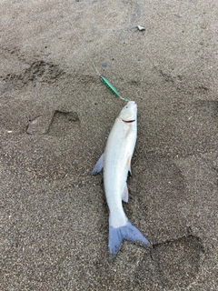 ウグイの釣果