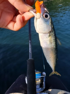 マサバの釣果