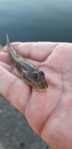 マハゼの釣果