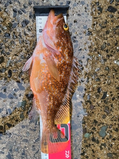 アコウの釣果