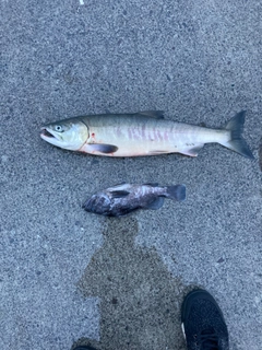 シロザケの釣果