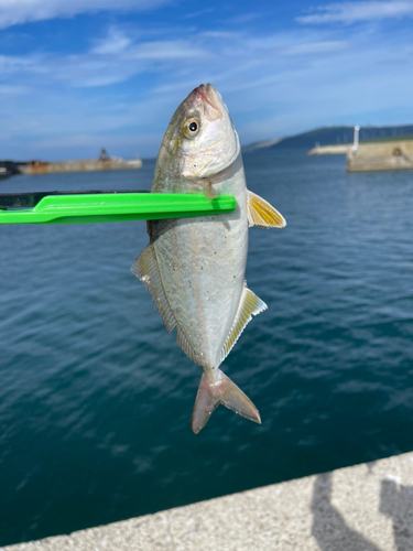 ショゴの釣果