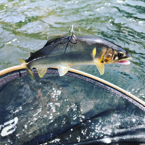 アユの釣果