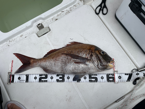 タイの釣果