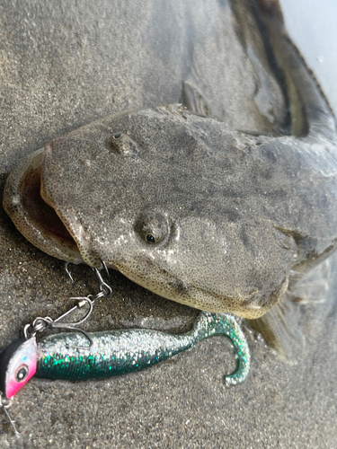 マゴチの釣果