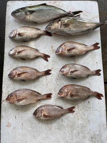 タイの釣果