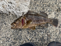 タケノコメバルの釣果