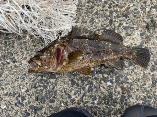 タケノコメバルの釣果