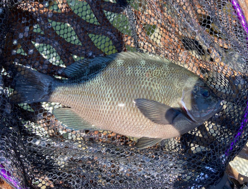 メジナの釣果