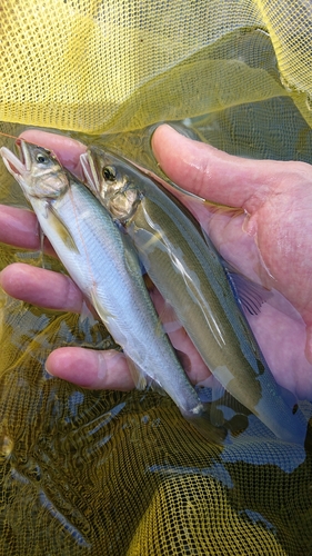 アユの釣果