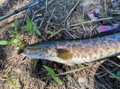 ライギョの釣果