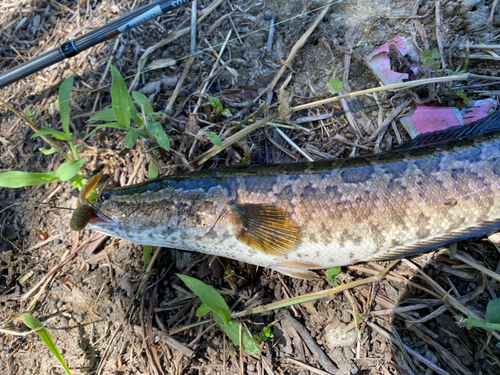 ライギョの釣果