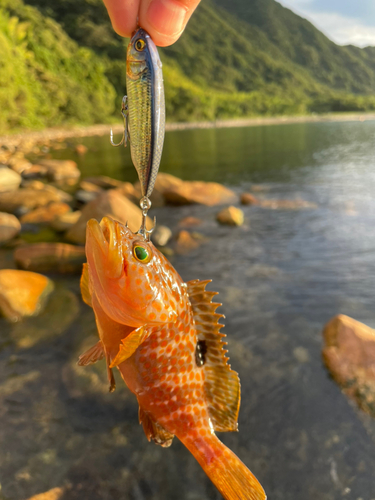 アコウの釣果