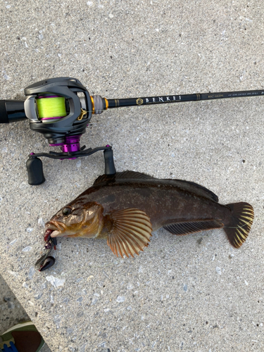 シマソイの釣果