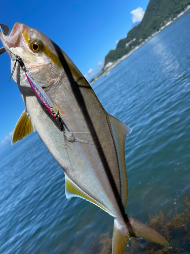 ショゴの釣果