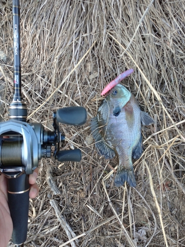 ブルーギルの釣果