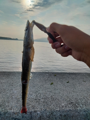 マゴチの釣果