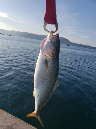 イナダの釣果