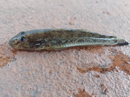 ハゼの釣果