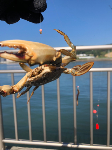 カニの釣果