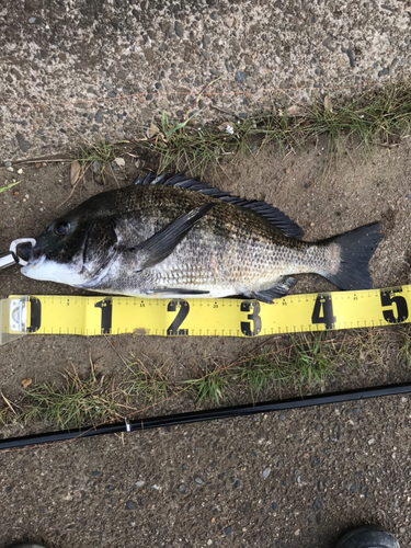 クロダイの釣果