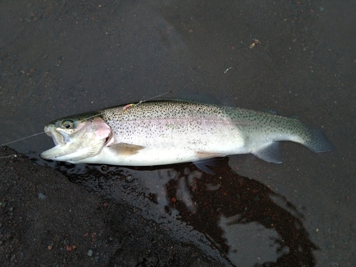 ニジマスの釣果