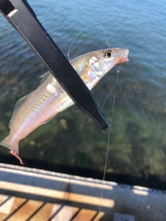 シロギスの釣果