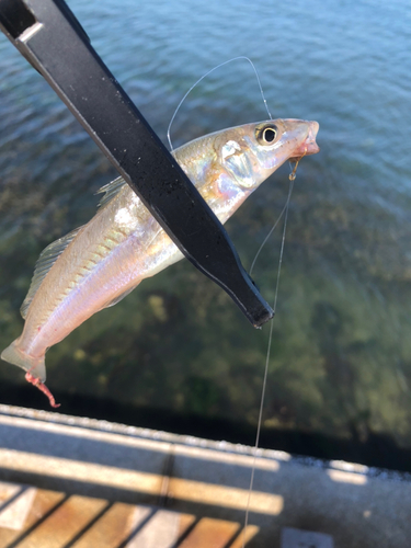 シロギスの釣果