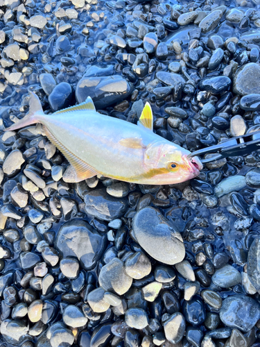 ショゴの釣果