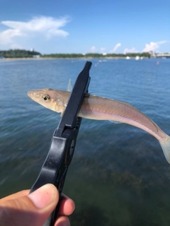 シロギスの釣果