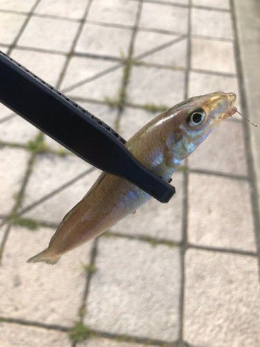 シロギスの釣果